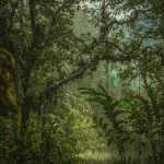 已识乾坤大,犹怜草木青_4_不动金_西双版纳-森林-来自52tours 我爱旅游网